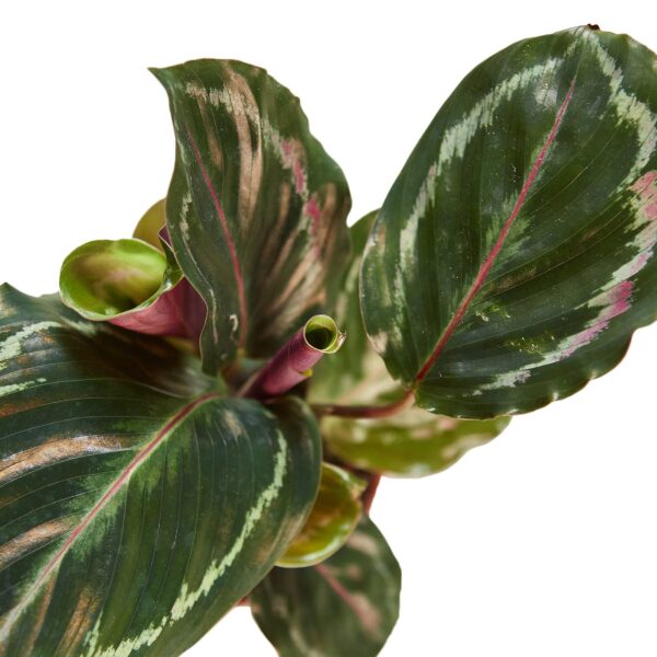 CALATHEA MEDALLION