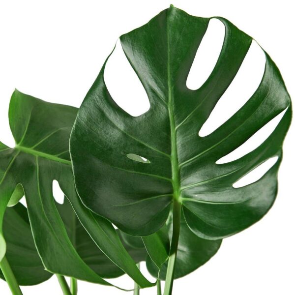 MONSTERA MINIMA