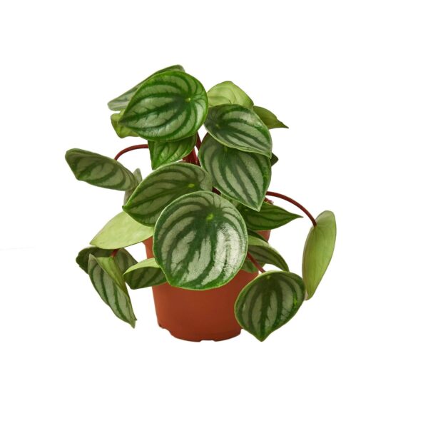 PEPEROMIA WATERMELON