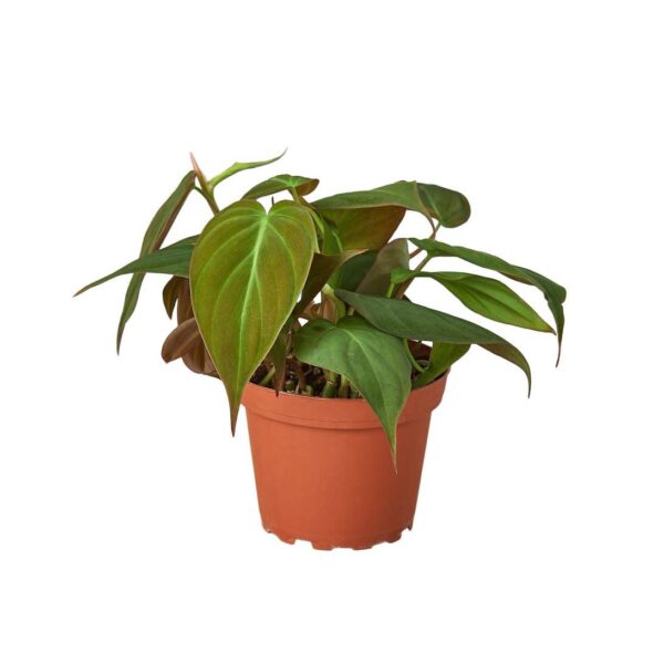 PHILODENDRON VELVET