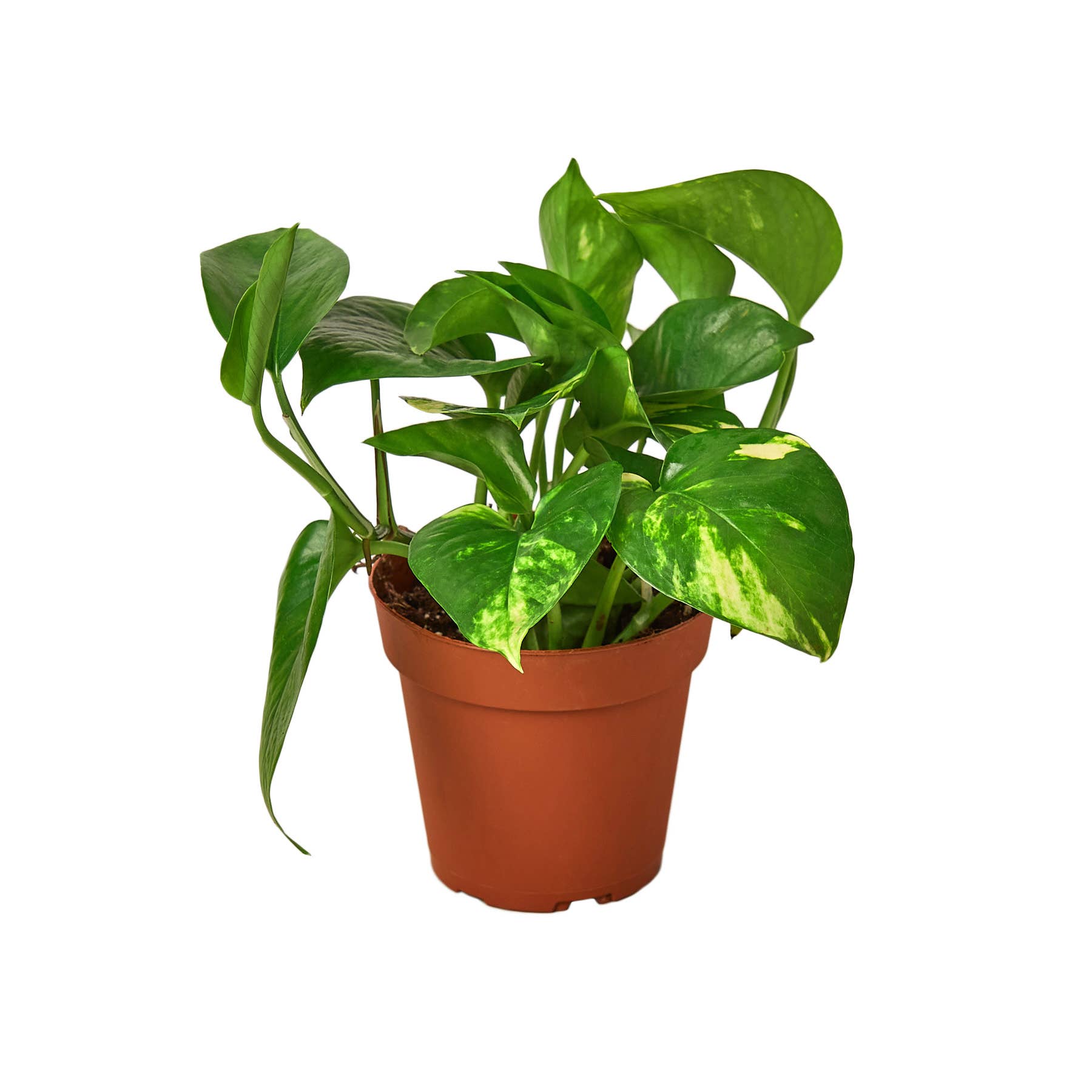 Are Golden Pothos Toxic