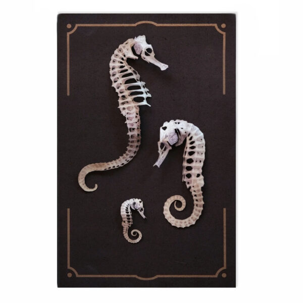 "Seafoam" Seahorse Skeleton from Wunderkammer Relics Moth & Myth