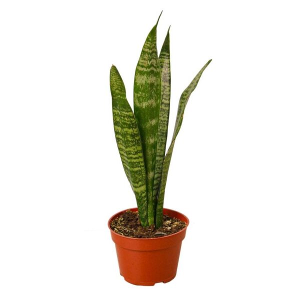 Sansevieria 'Zeylanica'