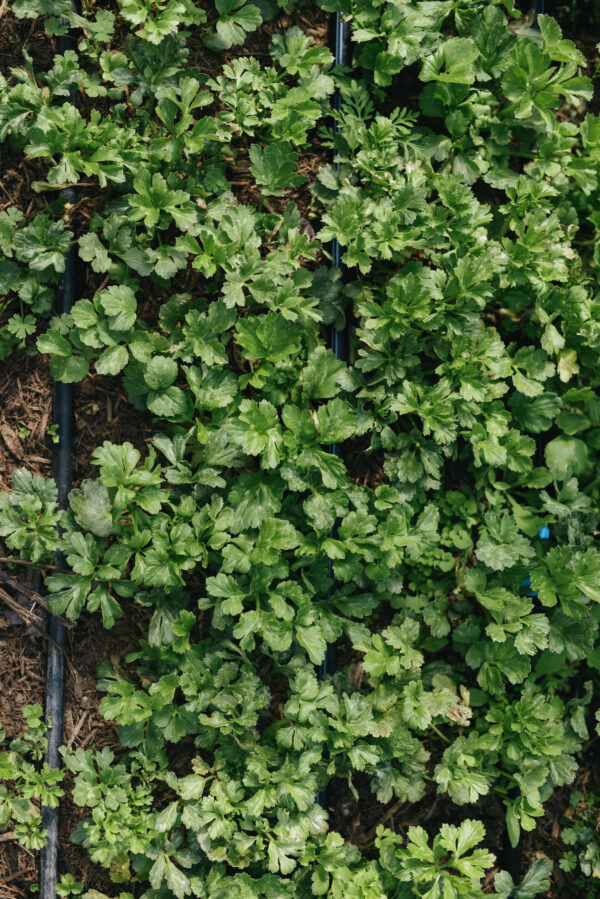 Cut Flower Garden Workshop - Sunday, March 16 - Image 2