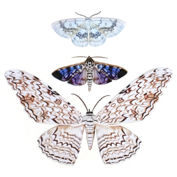 Datura Moth Set Moth & Myth