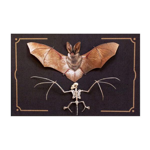 Nocturne Bat & Bat Skeleton Set Moth & Myth