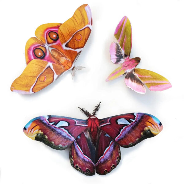 Amber Atlas Moth Set Moth & Myth