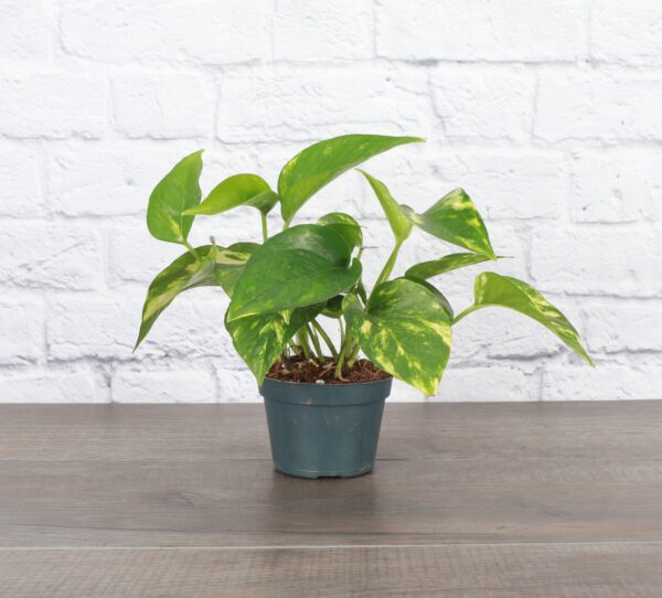 Golden Pothos Plant - Live Plant