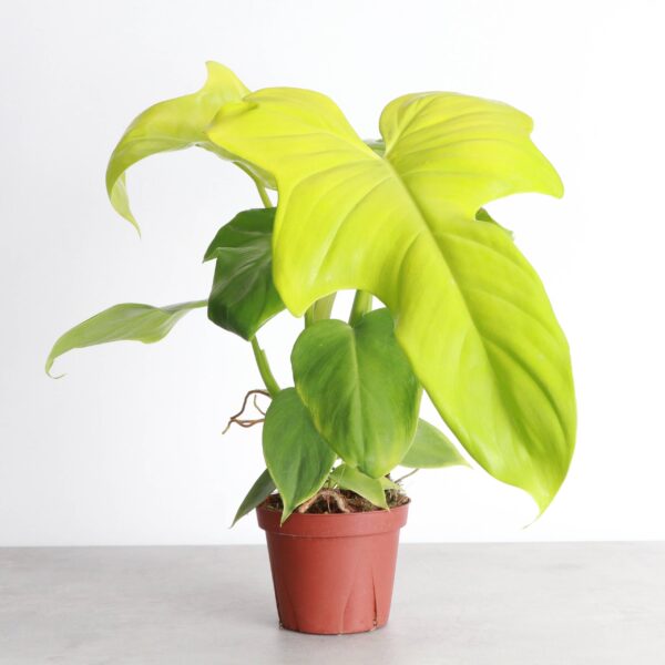 Golden Violin Philodendron - 4" Live Plant