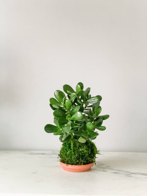 Jade Kokedama (House Plant Wrapped in Moss)