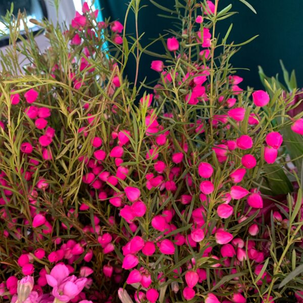 Boronia