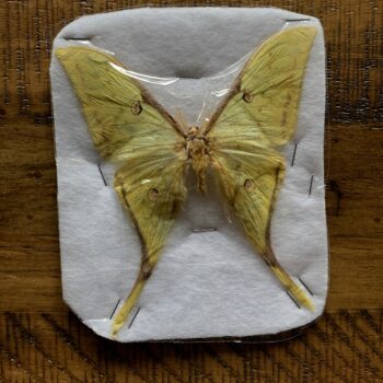 Comet Moth