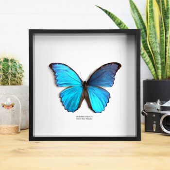 Giant Blue Morpho Butterfly Taxidermy Box Frame: Black