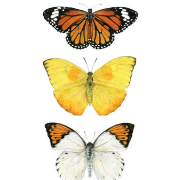 Butterflies 11x14 Print