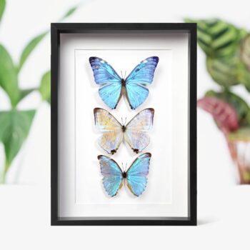 Morpho Butterfly Collection Insect Bug Taxidermy Box Frame: Black