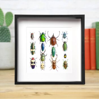 Beetle Collection Taxidermy Box Frame / Collection: Black