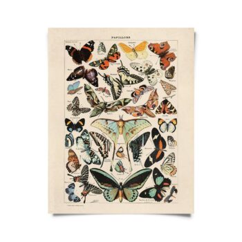 Vintage Millot Butterfly 3 Print w/ optional frame: 8x10, Print Only