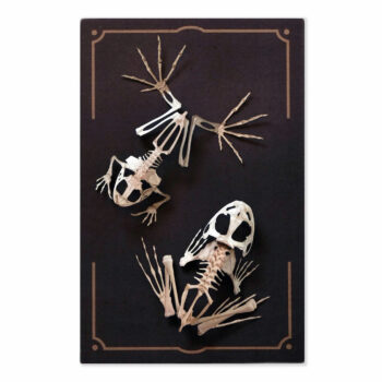 "Fen" Frog Skeleton from Wunderkammer Relics Moth & Myth