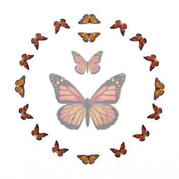 Marmalade Micro Monarch Butterfly Collection Moth & Myth