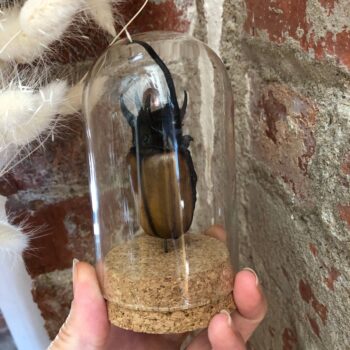 Insect Dome (Style 3)