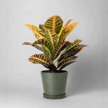 7" Tapered Planter Pot & Saucer Olive Sage