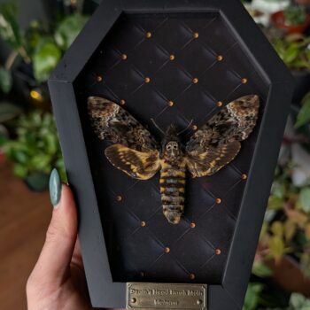 Coffin Death Head Moth