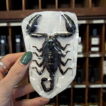 Unmounted Scorpion