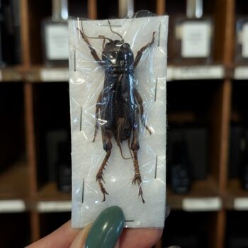 Unmounted Grasshopper