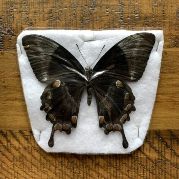 Spread Butterfly - Unmounted