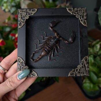 Framed Scorpion