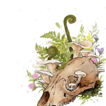 Black Bear Skull 11x14 Print