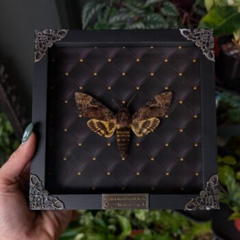 Framed Atlas Moth