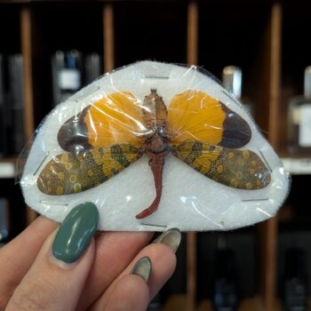 Unmounted Moth/Lanternfly