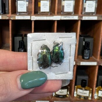 Umounted Beetle Small