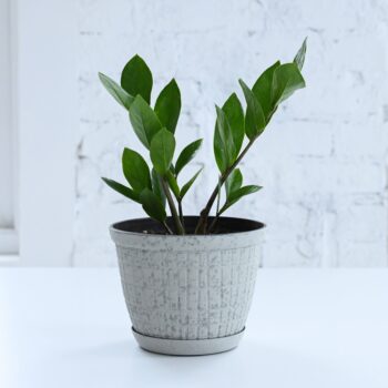 Rustic Planter for Houseplants, Multiple Sizes