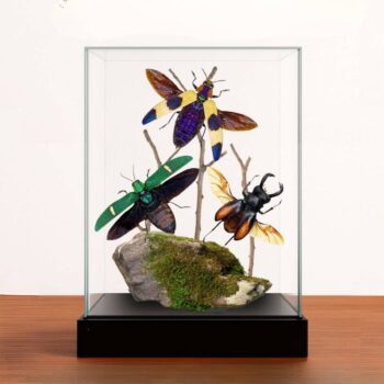 Real Tropical Beetle Diorama - 8x4x5 inches