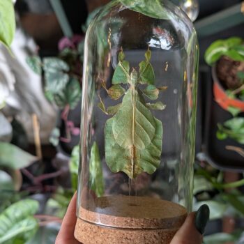 Walking Leaf Insect in Jar