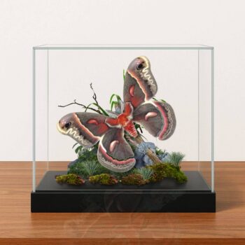 Real Cecropia Moth Diorama - 6x8x6 in