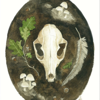 Fox Skull 11x14 Print