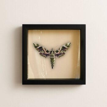 Real Oleander Hawk Moth – 6x6 Shadowbox (Daphnis nerii)