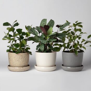 Harmony Mini Planters