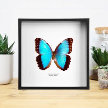Helenor Morpho Butterfly Taxidermy Box Frame: Black
