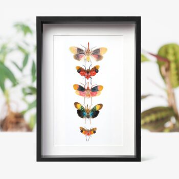 Lanternfly Collection Insect Bug Taxidermy Box Frame: Black