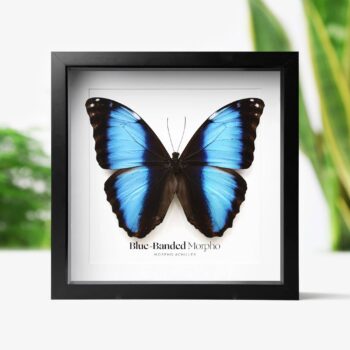 Blue-Banded Morpho Butterfly Insect Bug Taxidermy Box Frame: Black