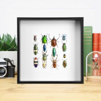 Beetle Insect Collection Entomology Taxidermy Frame: Black