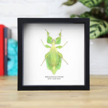 Jacob's Leaf Insect Taxidermy Box Frame: Black