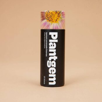 Apricot Lemonade Cosmos - 50 Seeds