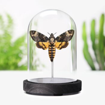 Death's Head Hawkmoth Butterfly Bug Taxidermy Bell Jar: Ebony Black