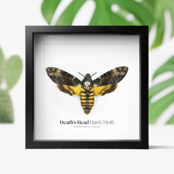 Death's Head Hawkmoth Butterfly Taxidermy Shadow Box Frame: Black