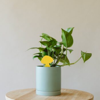 Sticky Traps for Plant Pests